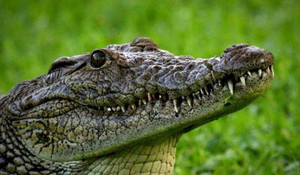 Philippines cho ra đời loại kem mang hương vị cá sấu