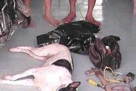 Truy đuổi trộm chó, nam thanh niên bị bổ rìu vào đầu