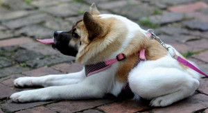 Chú chó kỳ dị có thân hình như lợn