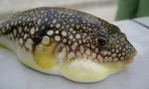 Ăn cá nóc mít, 6 người nhập viện