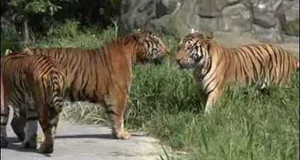 Clip: Đại chiến ác liệt giữa hổ Bengal và hổ Siberia