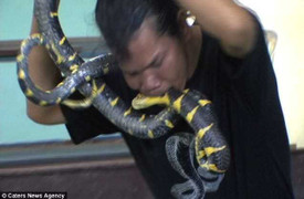 Rùng mình cảnh bắt rắn bằng miệng