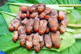 Săn ‘thần dược phòng the’ ở miền tây đất Quảng