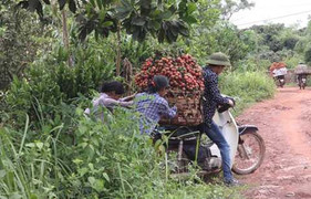 Lục Ngạn: Đỏ mắt thắt ruột với giá vải mùa này