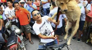 Lễ hội ăn hàng nghìn con chó ở Trung Quốc gây phẫn nộ