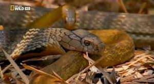 Video: Hổ mang chúa giết bạn tình của địch thủ