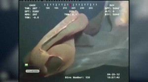 Clip: Sinh vật kỳ dị trôi nổi gần giàn khoan