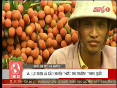 'Người Việt chưa bao giờ được ăn vải thiều loại 1'