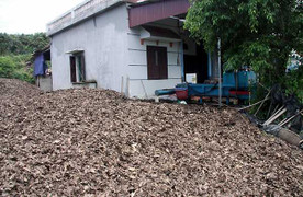 Bí ẩn người đầu cơ trăm tấn lá vải cho nước ngoài