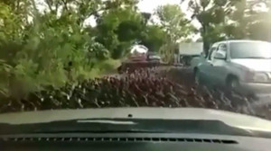 Clip: Hàng nghìn con vịt tràn đường gây ách tắc giao thông