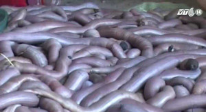 Bí ẩn thương lái Trung Quốc ồ ạt thu mua giun biển