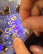 Thực hư clip ăn ốc dừa khều ra được cả ổ sán