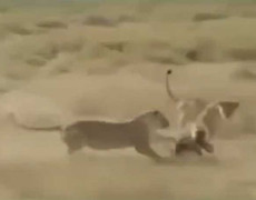 Linh cẩu chết thảm vì âm mưu cướp mồi sư tử