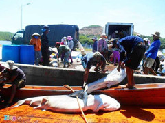 Bị tàu Trung Quốc quấy phá, ngư dân vẫn thắng lớn