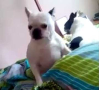 Clip: Chó nhảy điên cuồng theo nhạc cực hài