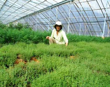 Đại gia bất động sản chuyển nghề trồng rau thơm