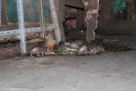 Dân Sài Gòn khiếp đảm, mua thức ăn 'tế' chuột