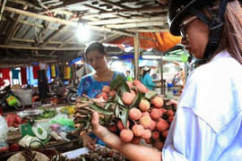 Quả vải Trung Quốc xuất ngược vào Việt Nam