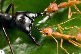 Cận cảnh khả năng tàn sát kinh hoàng của kiến quân đội