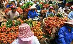 TP.HCM tiêu thụ hơn 1300 tấn vài/ngày để ủng hộ nông dân Việt