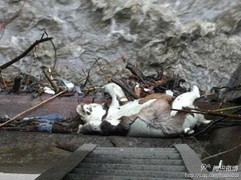 Gấu trúc hiếm chết trôi gần thủy điện Trung Quốc