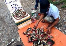 Cua biển nằm ngửa 50.000 đồng/con tràn vỉa hè Hà Nội