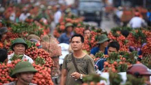 Vải Lục Ngạn 'hút' thương nhân Trung Quốc