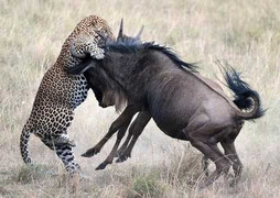 Clip: Báo gấm bị linh dương quăng quật thảm hại