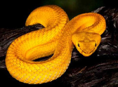 Kinh hãi rắn độc có nọc làm tan chảy thịt người