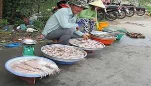 Mực to, màu lạ giá 40 ngàn/kg trên vỉa hè