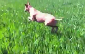 Màn nhảy nhót vui nhộn của chú chó tưởng mình là Kanguru
