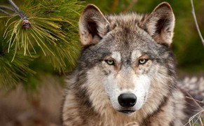 Chó giao tiếp với nhau bằng mắt