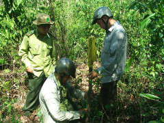 Dân dựng chòi 'săn bò tót' trong đêm