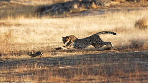 Cuộc chạy trốn kinh hoàng của thỏ rừng trước báo đốm