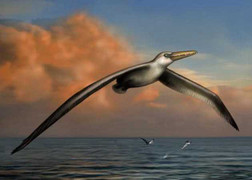 Phát hiện hóa thạch của loài chim lớn nhất mọi thời đại