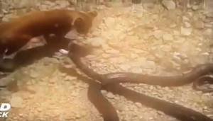 Clip: Sư tử non liều mạng tấn công trăn khủng