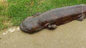 Phát hiện kỳ nhông khổng lồ kỳ quái chưa từng thấy