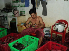 Thực hư 'cua biển Cà Mau' bán siêu rẻ