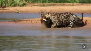 Màn săn cá sấu tàn bạo của báo đốm