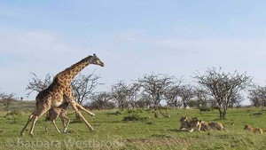 Hươu cao cổ mẹ liều mình bảo vệ con khỏi đàn sư tử