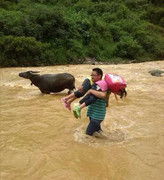 Thầy giáo vác học sinh vượt thác lũ đến trường