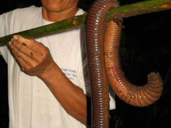 Kinh ngạc vì bắt được giun đất khổng lồ dài 1,5m