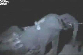 Cả đàn sư tử bị voi đánh cho 'bật bãi' trong đêm