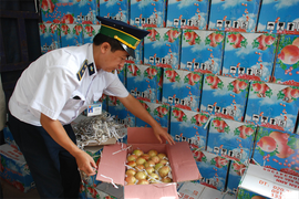 Trái cây độc Trung Quốc: Sự thật khủng khiếp kiểm nghiệm ở biên giới