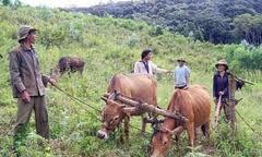 Bi hài đi trộm bò 'tay bo', bị chủ tóm sống