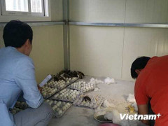 Mua bán trứng vịt lộn ở Hàn Quốc có thể bị phạt 1.000 USD