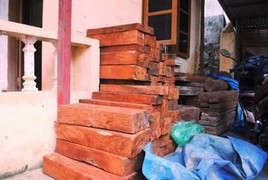 Rừng nghiến – 'máu' vẫn tuôn: Chính quyền thờ ơ, kiểm lâm kêu khó