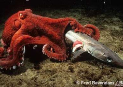 Clip: Bạch tuộc khổng lồ tiêu diệt cá mập