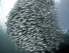 Ngoạn mục cảnh đàn cá cơm hàng chục triệu con bơi gần bờ