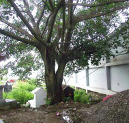 Con treo cổ tự vẫn trên cây đa trước mộ bố